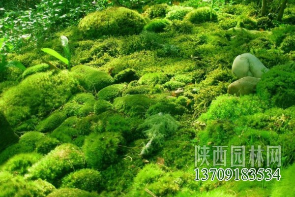 常见的10种苔藓植物 苔藓植物都有哪些
