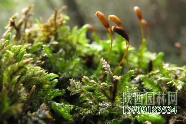 常见的10种苔藓植物 苔藓植物都有哪些